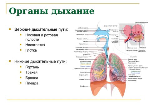 Роль носа в организации дыхания
