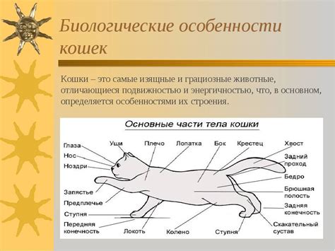 Роль окружающей среды в отсутствии охоты у кошек