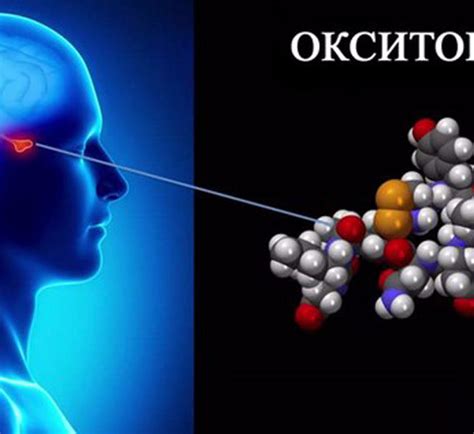 Роль окситоцина в организме