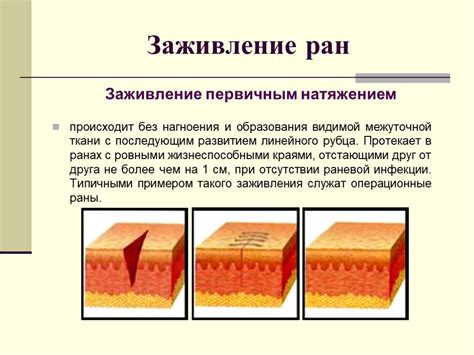 Роль папаина в процессе заживления ран и трещин