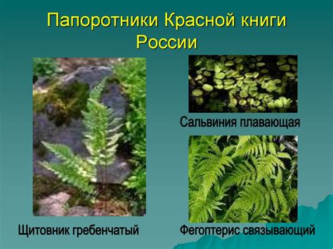 Роль папоротников в экосистеме