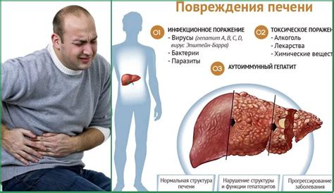 Роль печени в обработке алкоголя