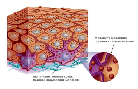 Роль пигмента меланина