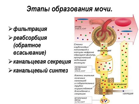Роль питания в качестве мочи