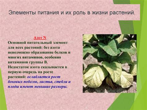 Роль питания в росте: