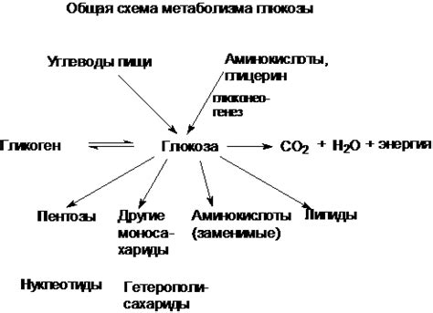 Роль пищи в глюкозе крови