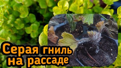 Роль подложки и дренажа в борьбе с влажностью в зимней теплице