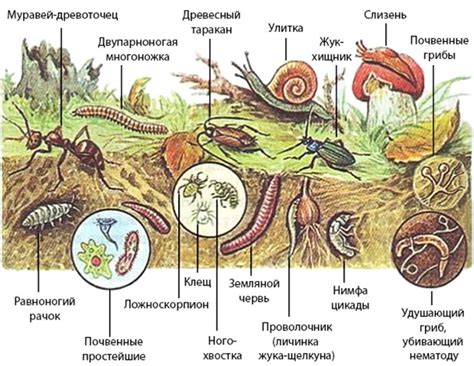 Роль подснежника в экосистеме
