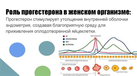 Роль прогестерона в процессе месячных