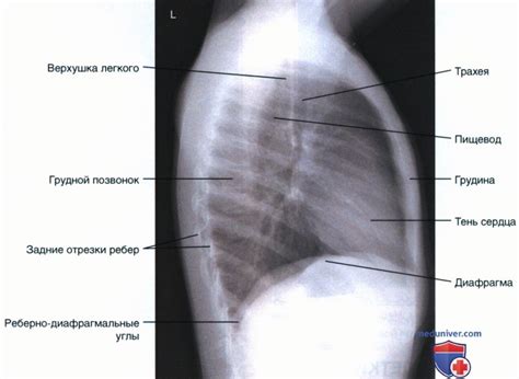 Роль рентгенограммы в определении возраста