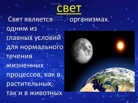 Роль света в сохранении свежести