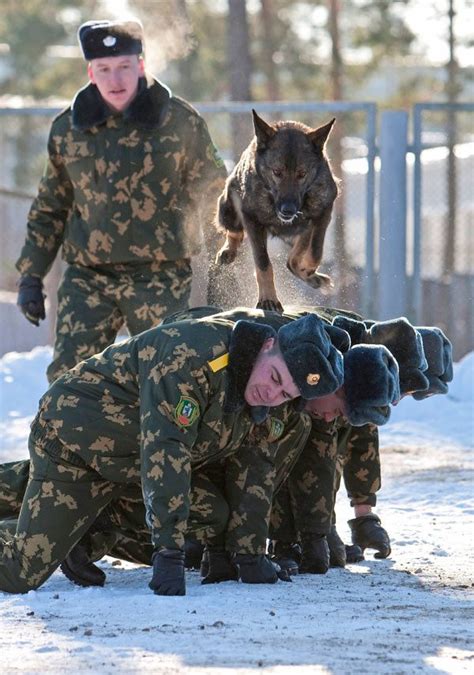 Роль собаки в почтовой службе