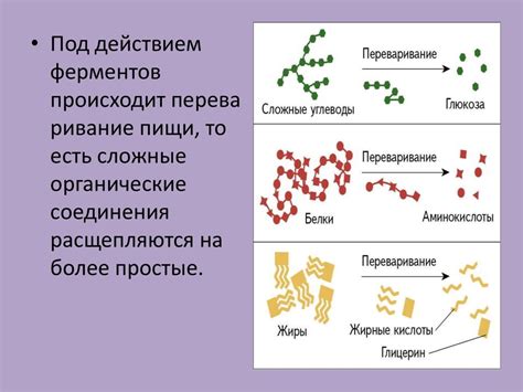 Роль ферментов в возникновении горечи
