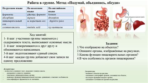 Роль ферментов в приготовлении мяса