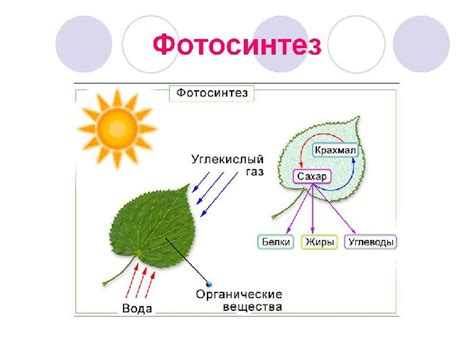 Роль фотосинтеза для выживания растений и окружающей среды