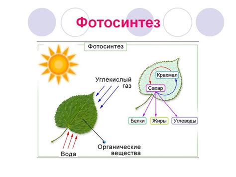 Роль хлорофилла в организме человека