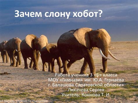 Роль хобота в жизни слона