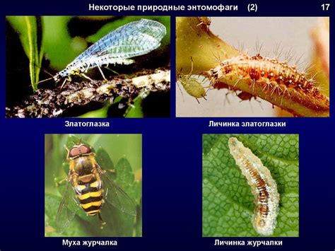 Роль шипов в защите от вредителей
