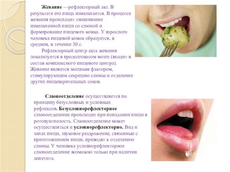 Роль языка в процессе жевания и поглощения пищи