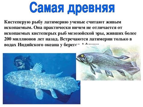 Рыба: особенности запаха