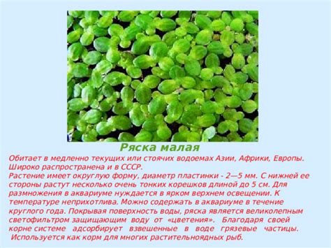 Ряска и ее основные компоненты