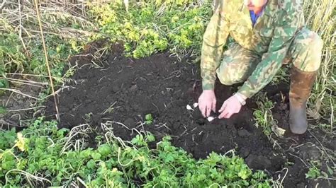 Садим чеснок в сидераты