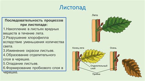 Самоочищение листьев