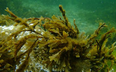 Самые глубоководные водоросли