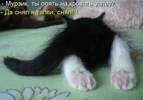 Самые забавные приколы с котятами