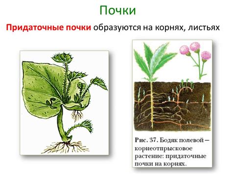 Сборка и формирование почки