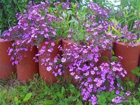 Сбор и использование семян