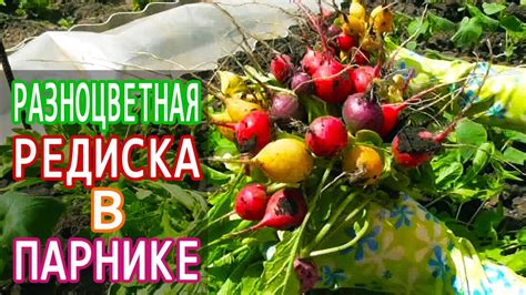 Сбор и хранение урожая редиски