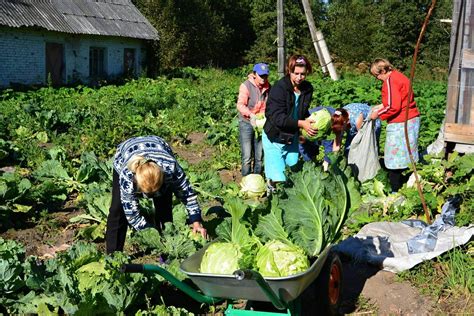 Сбор урожая и использование