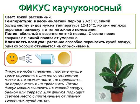 Свет и температура: важные факторы для фикуса
