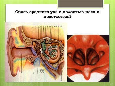 Связь внутреннего уха с балансом и координацией