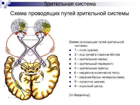 Связь между морганием, жмурением глаз и зрительной системой