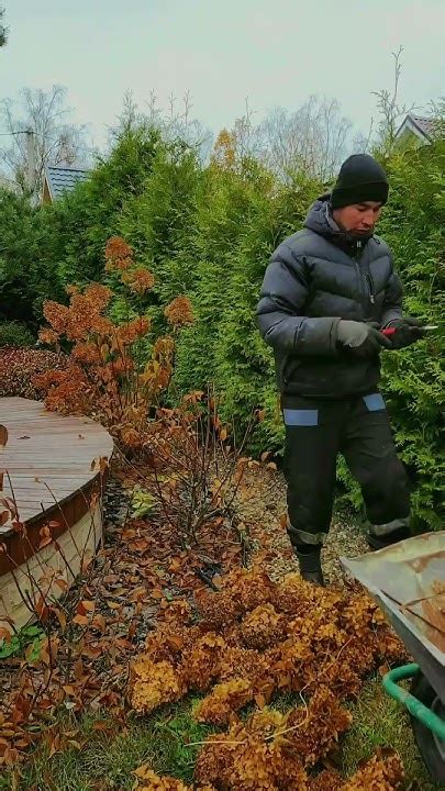 Сезонный уход и подготовка к зиме