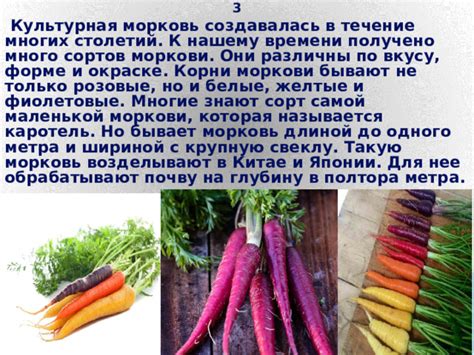 Секретная составляющая моркови: волосатые корни