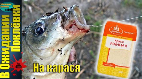 Секреты готовки манки на карася