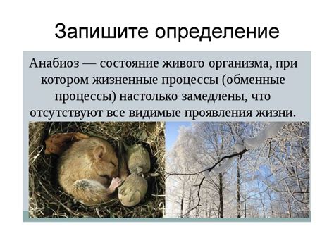 Секреты загробной жизни у животных