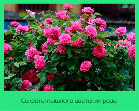 Секреты здорового цветения розы