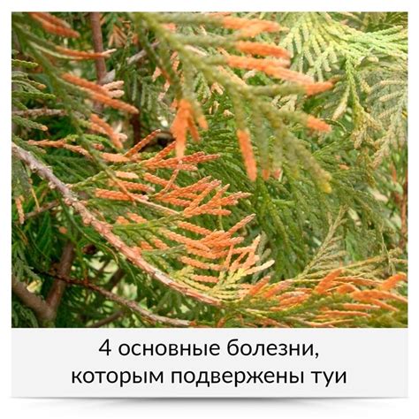 Секреты здоровья растений
