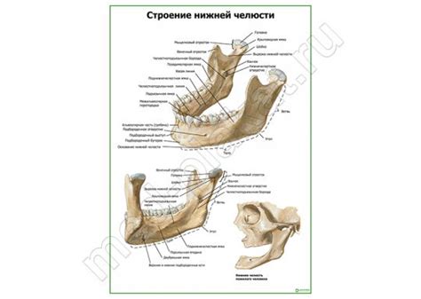 Секреты массажа контрастной нижней челюсти для максимальной выразительности