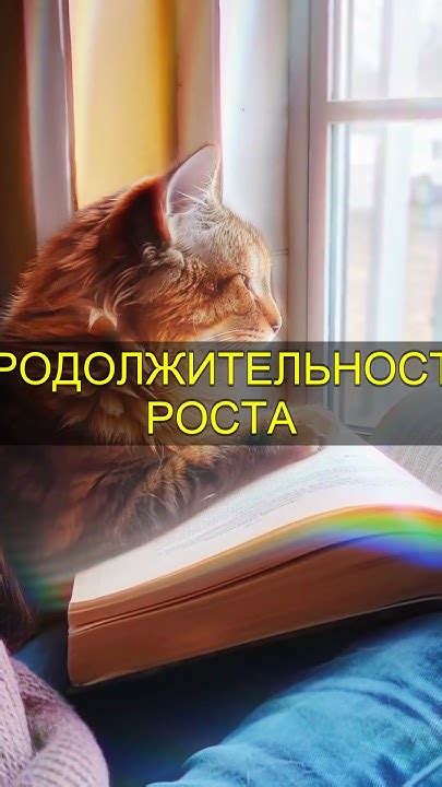 Секреты развития интеллекта кошки