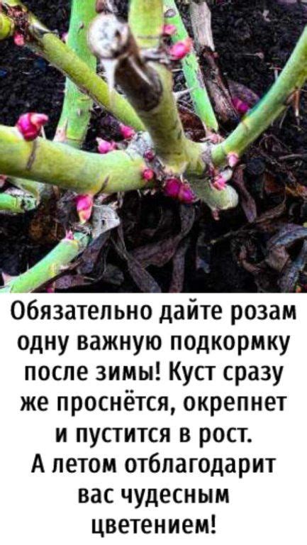 Секреты сохранения роз после обрезки: как предотвратить болезни и гниение