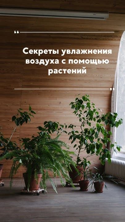 Секреты увлажнения растений во время транспортировки