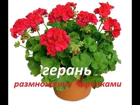 Секреты успешного укоренения дерена в домашних условиях