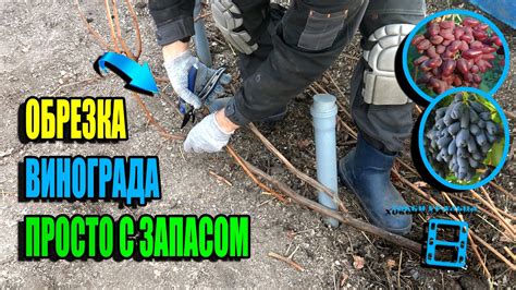 Секреты успешной зимней обрезки винограда