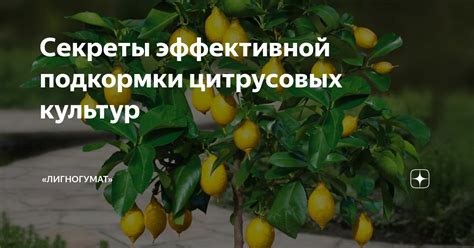 Секреты эффективной подкормки во время самого активного периода линьки