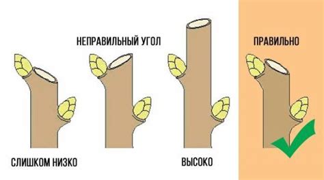 Секрет 3: Обрезка побегов